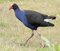 Purple Swamp Hen