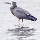 White-faced heron