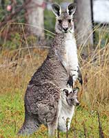 kangaroo