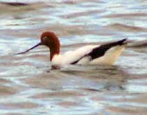 Red Necked Avocet