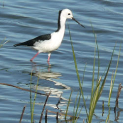 Pied stilt